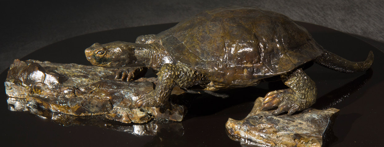 Pond Turtle
